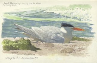 Royal Tern resting96
